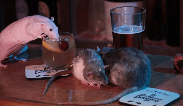 A photo of rats and cocktails at the San Francisco Rat Bar.