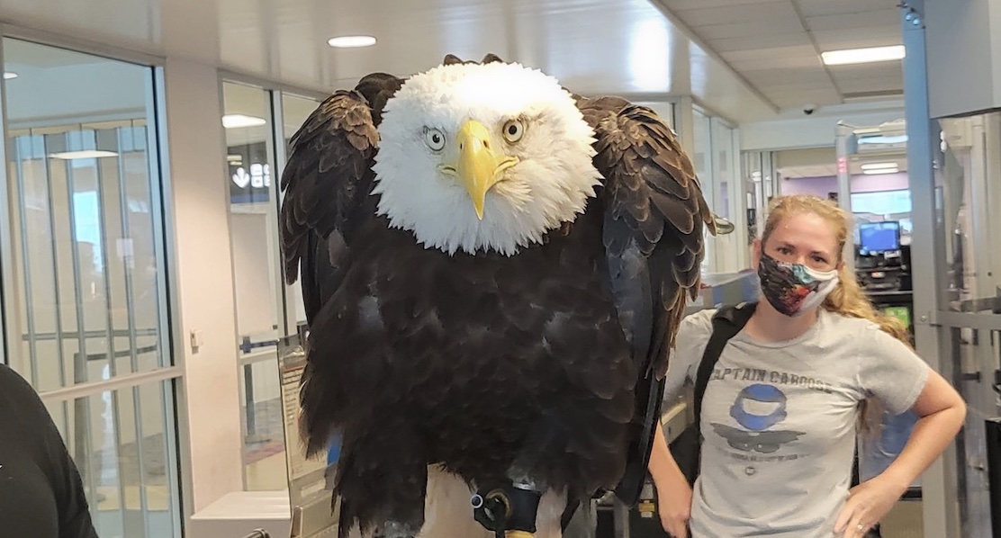 Clark the bald eagle being screened by TSA.