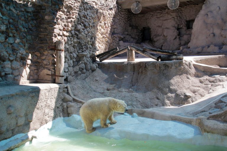 Argentina zoo freezes polar bear move to Canada