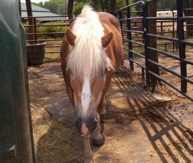 Lucinda, a horse at Frying Pan Farm Park, has been repeatedly slashed. (Courtesy photo)