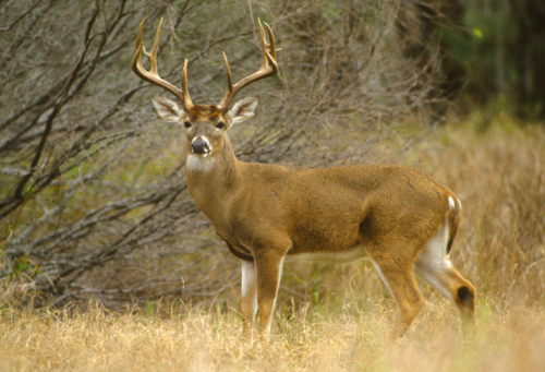 The Florida Fish and Wildlife Commission passed an immediate ban on the importation of deer from other states and countries on Friday, a move intended to protect Florida deer from a deadly mad cow-like disease. (Thinkstock Image)