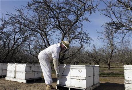 Beekeeper checking hives placed in an almond orchard. AP Photo