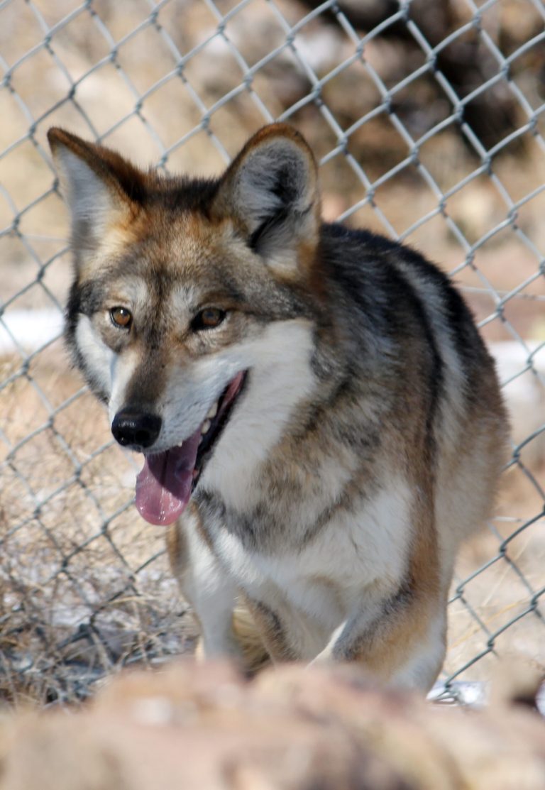   FILE - In this Wednesday, Dec. 7, 2011 file photo, a female Mexican gray wolf looks to avoid being captured for its annual vaccinations and medical checkup at the Sevilleta National Wildlife Refuge in central New Mexico. A watchdog group has filed a complaint alleging that key scientific findings on what is required to return the endangered Mexican gray wolf to the American Southwest have been altered due to political pressure. The wolf restoration effort has been hampered over the past 14 years by illegal shootings, courtroom battles and complaints by environmentalists and ranchers about the way the program is managed. The complaint filed Thursday by Public Employees for Environmental Responsbility has sparked a call from one Arizona congressman for the Interior Department to conduct a 