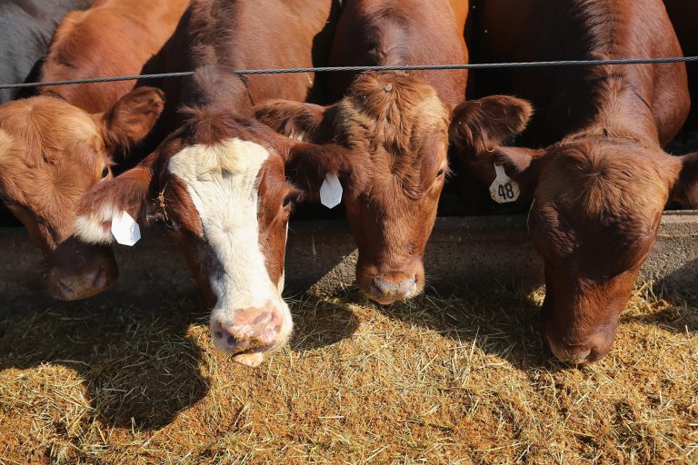 CUBA, IL - AUGUST 03:  Cattle eat a ration of feed on a farm August 3, 2012 near Cuba, Illinois. Farmers in the Midwest and elsewhere continue to struggle after than half the counties in the United States have been designated disaster areas, mostly due to drought conditions throughout the Midwest.  (Photo by Scott Olson/Getty Images)