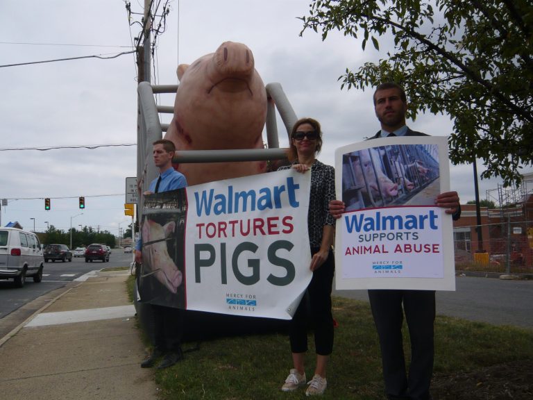 Members of the national animal rights organization Mercy For Animals, joined by a 10-foot-tall pig, bloody with sores and locked in a narrow crate, greet shoppers outside an Alexandria Walmart. The organization was protesting Walmart's practice of confining pregnant pigs on factory farms where they are unable to  turn around or lie down. (Taylor Holland/Examiner photo)
