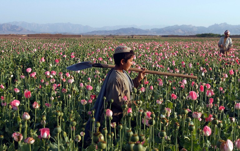 It appears the Taliban are too busy harvesting a bumper crop of opium poppies to launch any offensives. (AP Photos/Allauddin Khan, File)