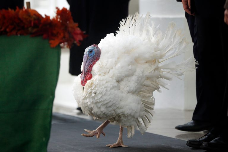 During the presidential turkey pardon at the White House today, President Obama made a joke that the two turkeys competed for the chance to be 