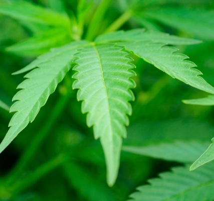 D.C. residents, candidates support marijuana decriminalization