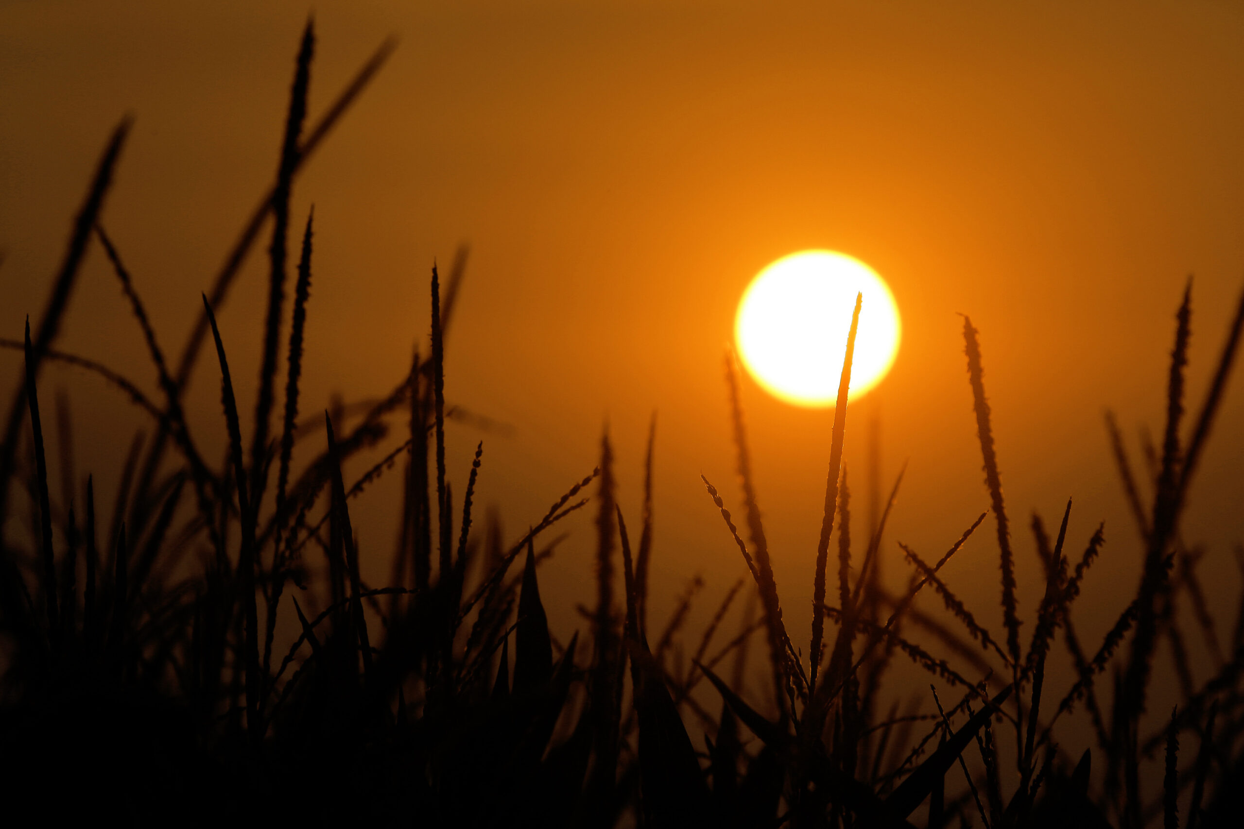 USDA: Illinois corn, soybean crops faring well