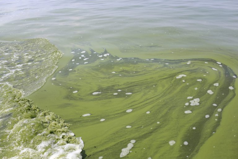 FILE - In this Aug. 3, 2014 file photo, algae is seen near the City of Toledo water intake crib in Lake Erie, about 2.5 miles off the shore of Curtice, Ohio.  Environmentalists, scientists and farmers agree that agriculture runoff is feeding the blue-green algae blooms on Lake Erie that are linked to the toxins found in the drinking water of 400,000 people last weekend. But how much of a role do the farms play? Researchers know some of the answers, yet there are still many unknowns. (AP Photo/Haraz N. Ghanbari)
