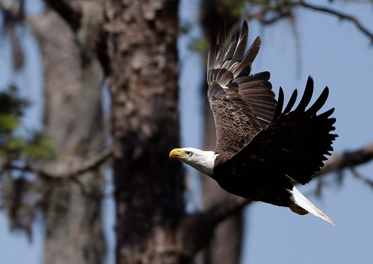 A necropsy performed on the bald eagle showed that the shot wounded the bird, but the blunt force trauma from being run over served as the fatal blow. (AP Photo/Chris O'Meara)