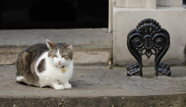 Members of Parliament are asking for cats in the Houses of Parliament to fight a mouse infestation. (AP Photo/Matt Dunham)