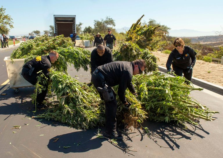 Orange County Sheriff's Department narcotics investigators conduct a marijuana eradication operation of at least 2,500 marijuana plants growing in the Muddy Canyon area of the Laguna Wilderness Park near Laguna Beach, Calif. on Friday, Aug. 15, 2014. (AP Photo/The Orange County Register, Ken Steinhardt)
