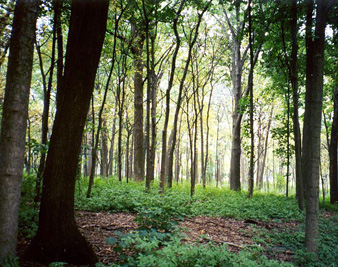 Camp as Metaphor