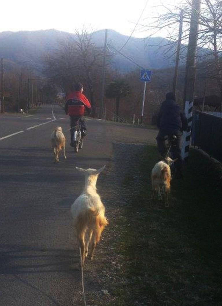 Olympics divide Sochi’s indigenous Circassians