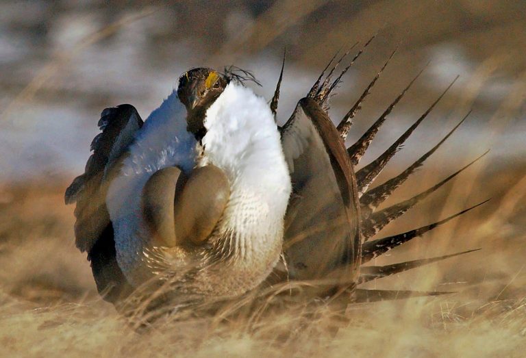 The Interior Department released plans Thursday designed to stave off an endangered listing for the greater sage grouse. (AP Photo)
