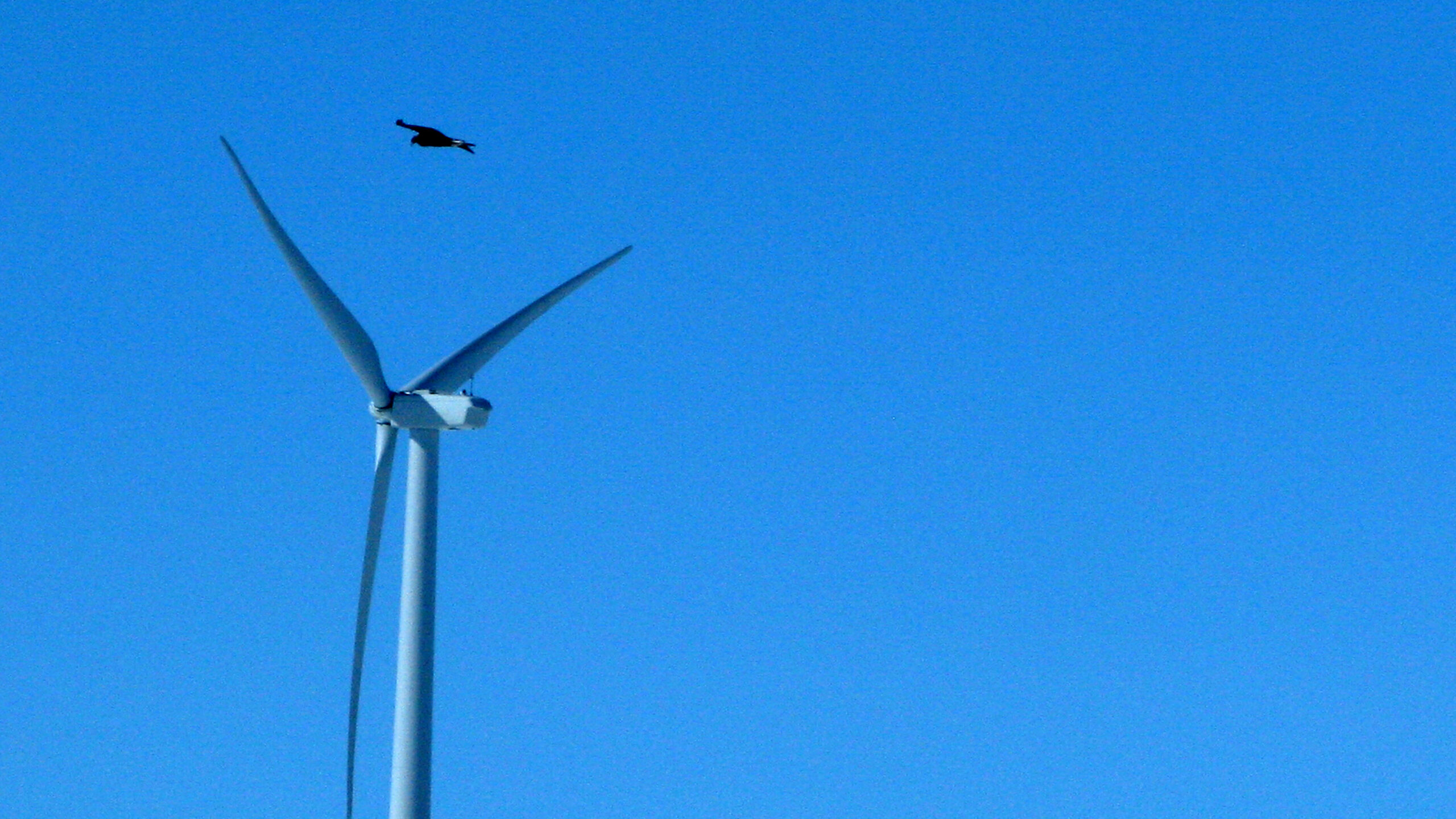 For wind power, US extends permit for eagle deaths