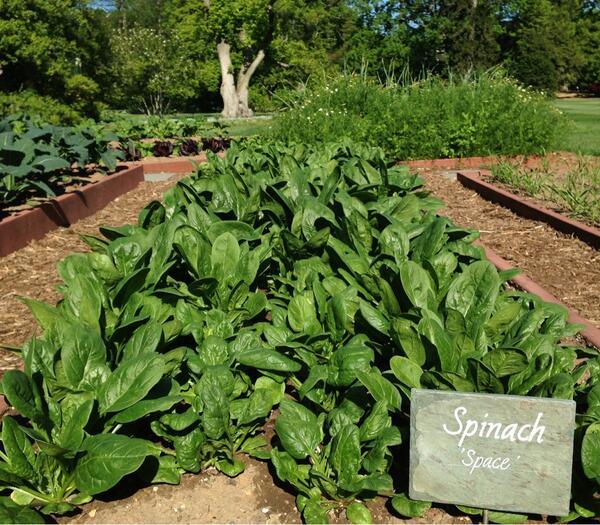 So much spinach at the White House Kitchen Garden