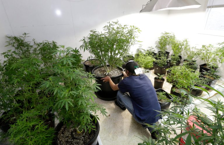 FILE - In this June 25, 2014 file photo, Johnnie Seitz moves a marijuana plant growing under lights at Sea of Green Farms, a recreational pot grower in Seattle. As more marijuana producers move their plants indoors over the next two decades, the grow operations in Washington state are expected to need as much electricity each year as what a small Northwest city consumes, according to an energy forecast by regional power planners. (AP Photo/Ted S. Warren, file)