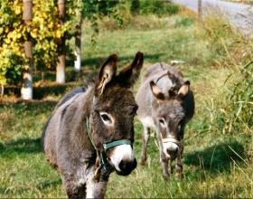 DNC or Time Magazine? You Be the Judge