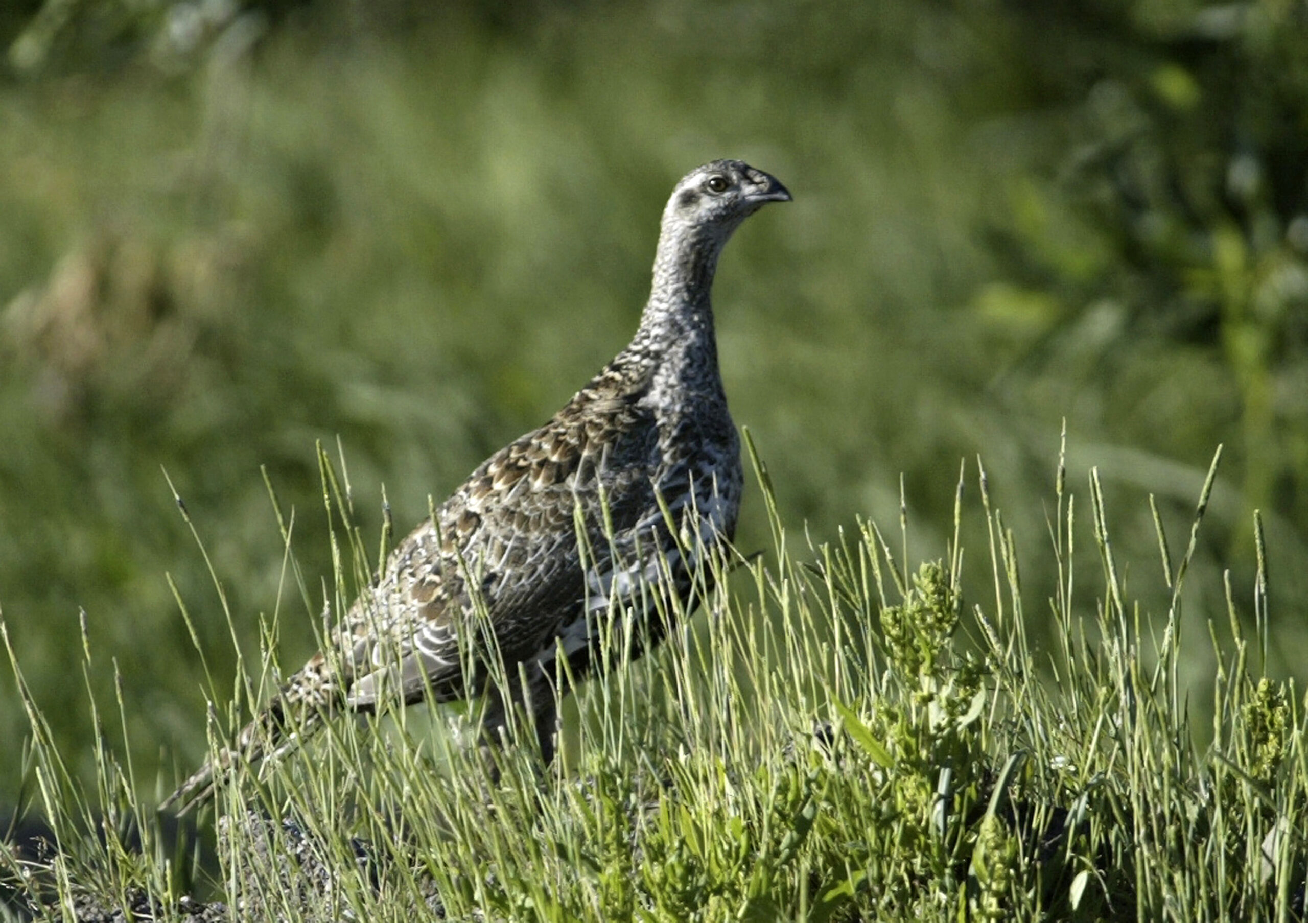 Feds issue final guide for protecting sage grouse