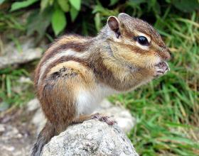 Chipmunks and Squirrels