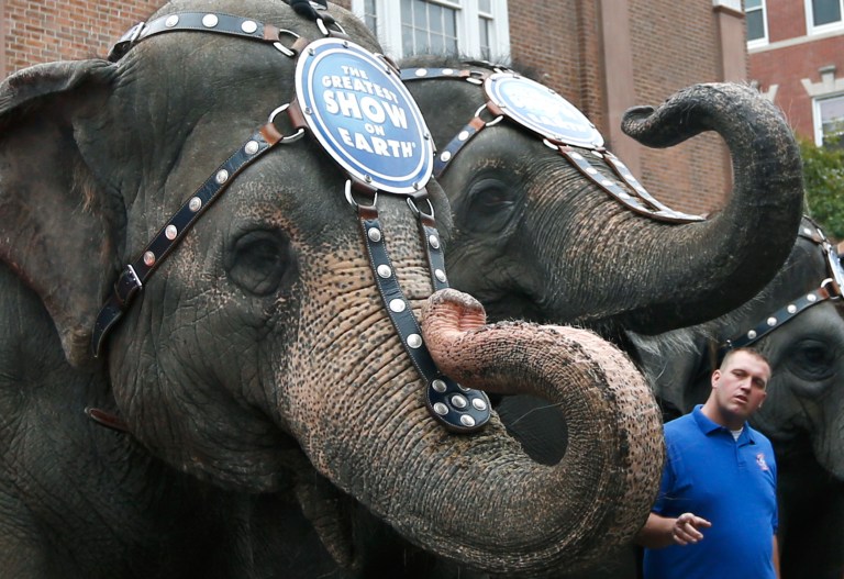 Ringling Bros. and Barnum & Bailey's circus handler Joey Frisco speaks to an Asian elephant during an appearance in Boston's North End. (AP/Elise Amendola)