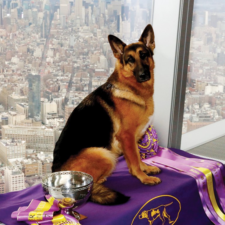 The United States of Dogs