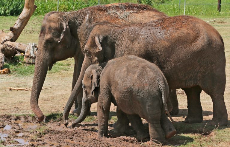 In addition to announcing new restrictions on the ivory trade in the U.S. on Saturday, Obama said his administration is trying to write similar bans into trade agreements. (AP Photo)Â 