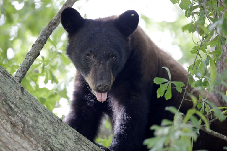 Louisiana black bear's population has more than tripled since 1992. (AP Photo/Gerald Herbert)