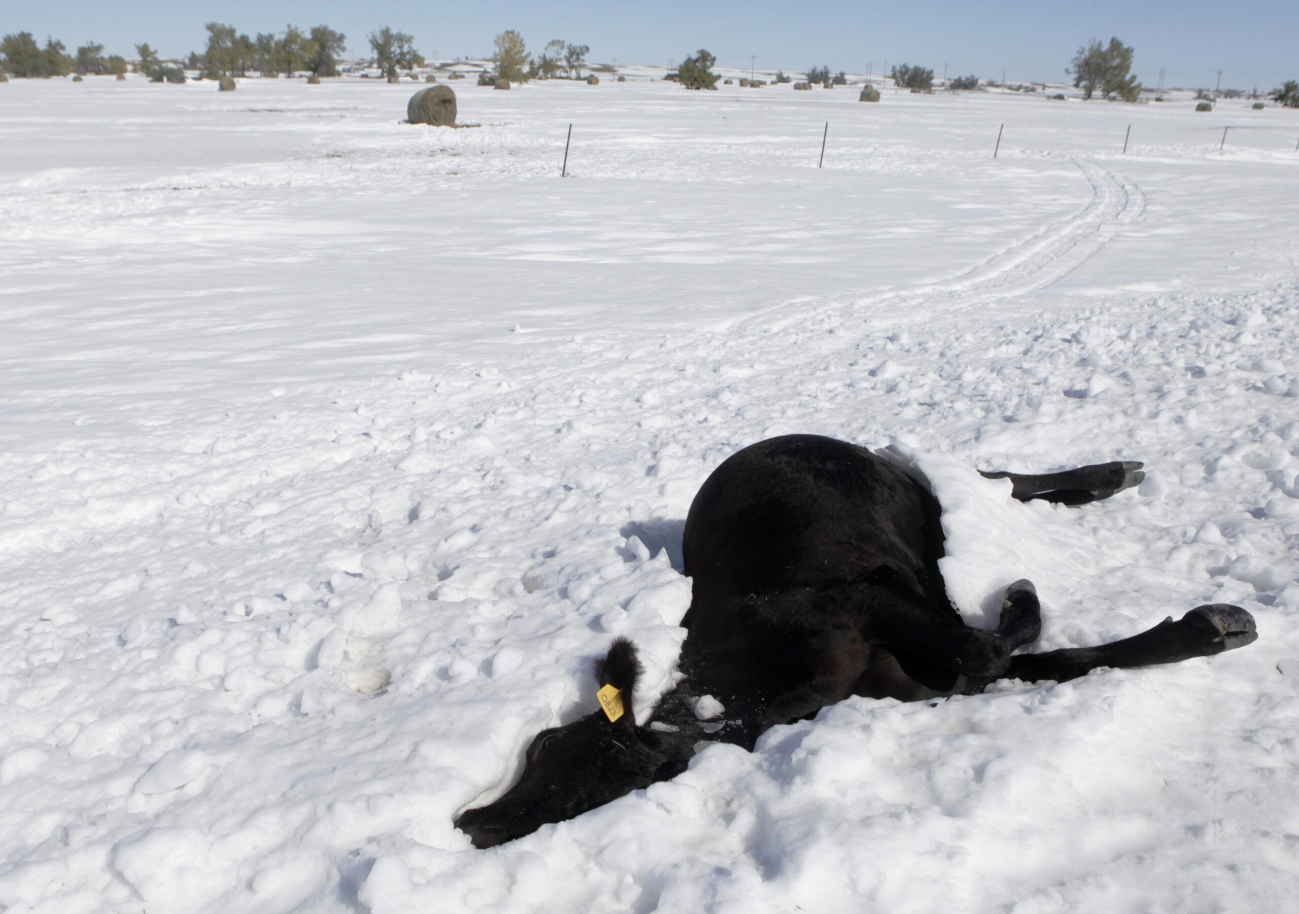 Members of Congress push to expedite rancher help