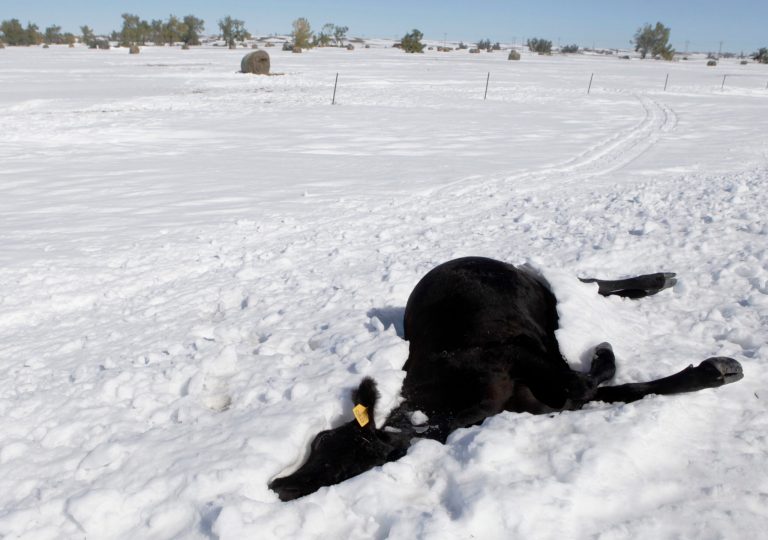 In this Oct. 7, 2013 file photo, a dead cow lies in the snow along Highway 34 east of Sturgis, S.D., another casualty of the early October blizzard. On Jan. 21, Sen. Tim Johnson, D-S.D., and leaders of the South Dakota Farmers Union and South Dakota Stockgrowers Association said that Congress needs to move quickly to pass a farm bill to help western South Dakota ranchers recovering from the fall blizzard. (AP Photo/Rapid City Journal, Kristina Barker, File)