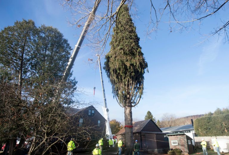 Neither party mentioned Cooper's role in ordering a large tree cut down from a public park for Trump's rally. (AP Photo/Mike Groll)