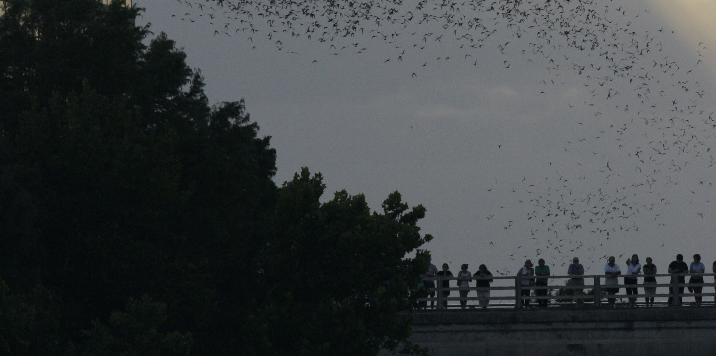 Two immigrant detainees in Texas receive medical treatment for bat bites