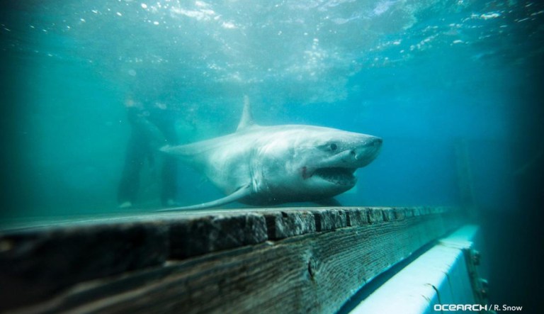 First ever: Researchers tracking great white shark in Long Island Sound