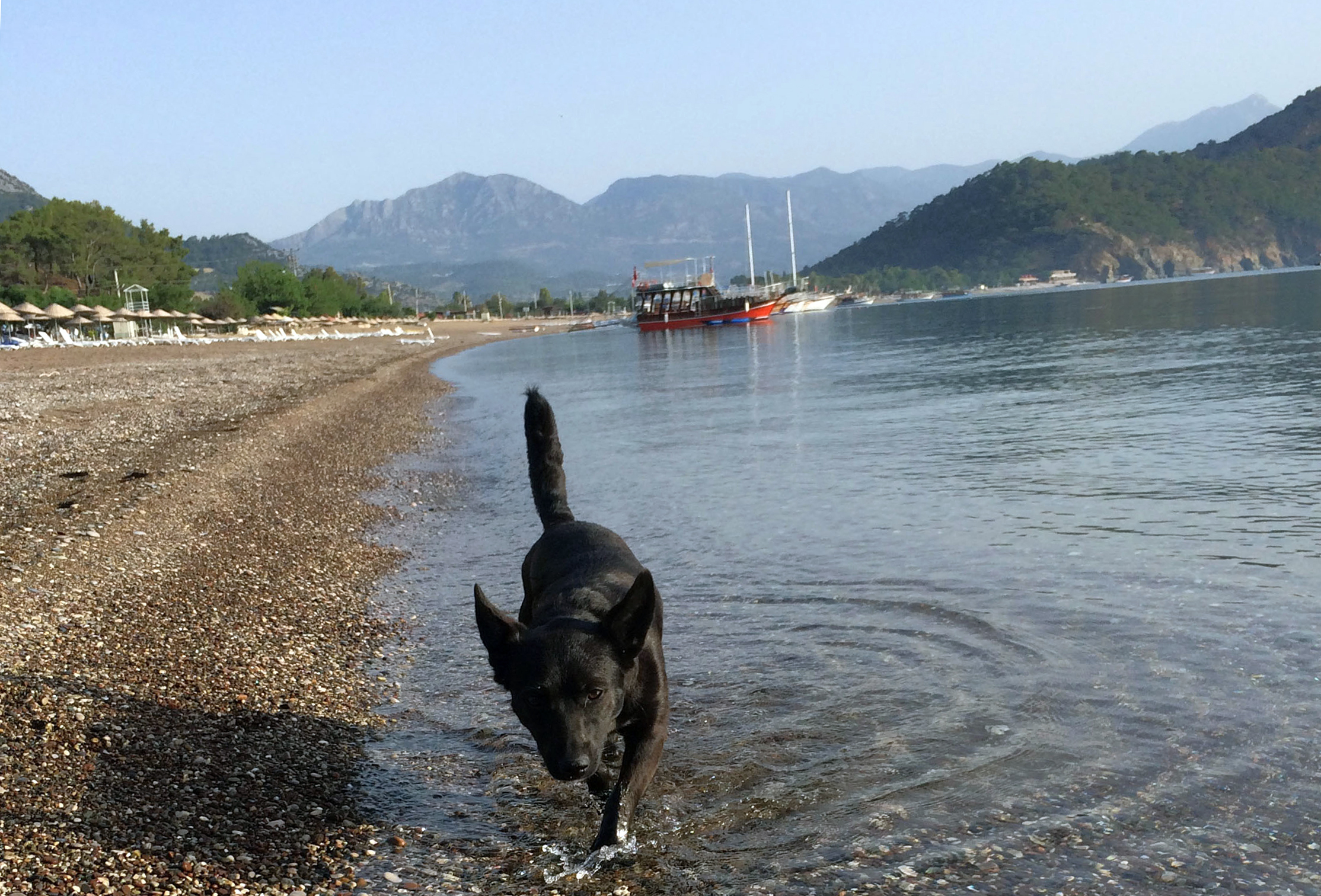 A dog runs for mayor …