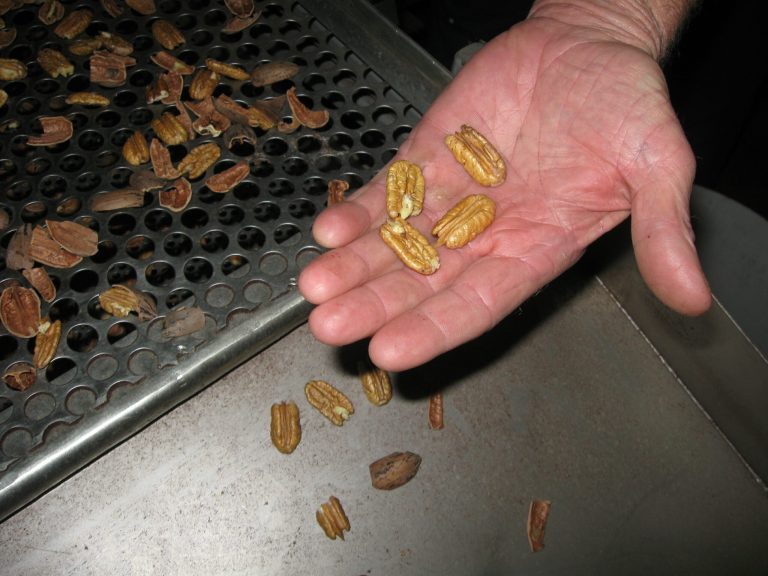 The Labor Department announced Wednesday it is suing the Fundamentalist Church of Jesus Christ of Latter-Day Saints, which it says forced hundreds of children in Utah and Arizona to harvest pecans with their bare hands, and for no pay.Â (AP Photo/Susanne Schafer)