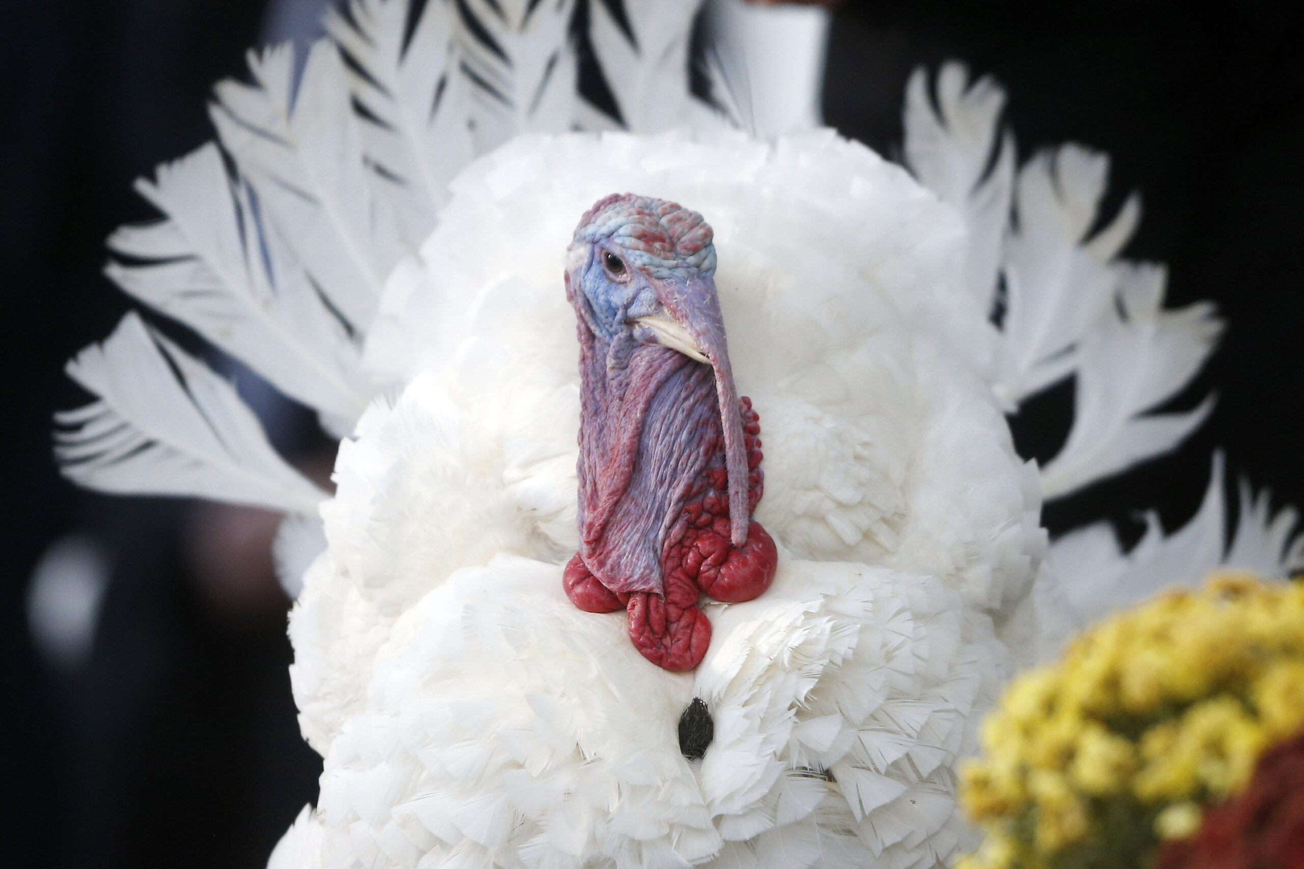 Obama pardons turkeys as part of annual rite