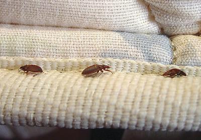 Bed bugs take a bite out of Montgomery County fire stations