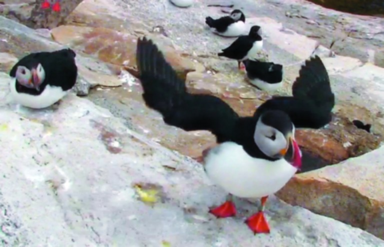 This still frame from streaming online video, provided by explore.org, the Annenberg Foundation and the National Audubon Society, shows puffins on the shore of Seal Island, Maine, Wednesday, June 27, 2012. The island is the habitat for the largest puffin colony in the U.S. (AP Photo/explore.org, Annenberg Foundation, National Audubon Society)
