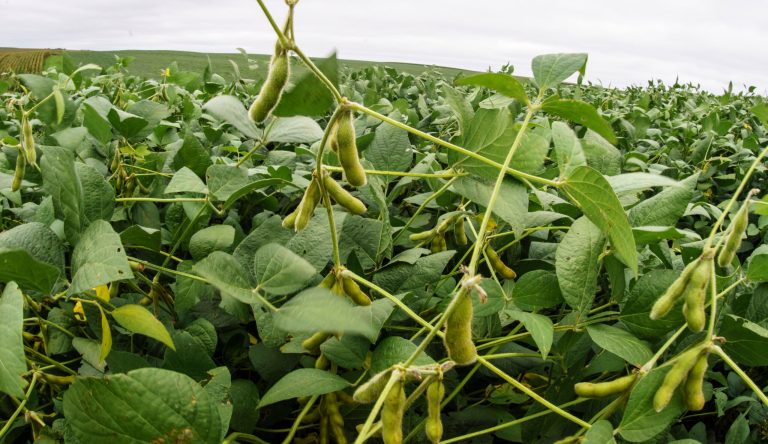 In this Wednesday, Sept. 10, 2014 photo, soybeans grow in a field in Springfield, Neb. The nation's corn and soybean farmers will bring in by far the largest harvest ever this year, the U.S. Department of Agriculture said Thursday, Sept. 11, 2014. (AP Photo/Nati Harnik)