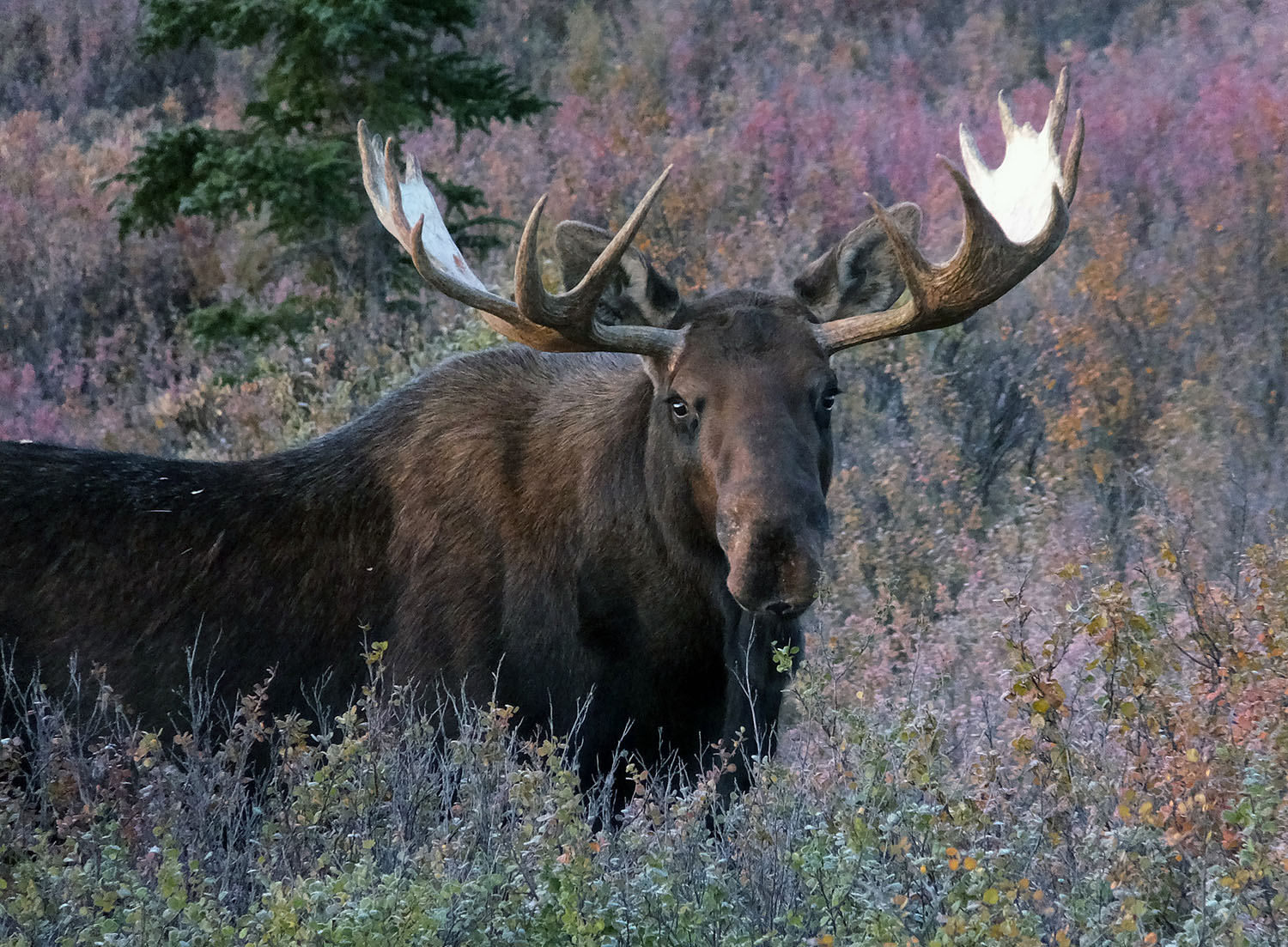Hunter attacked by moose after attempting to bow-hunt it
