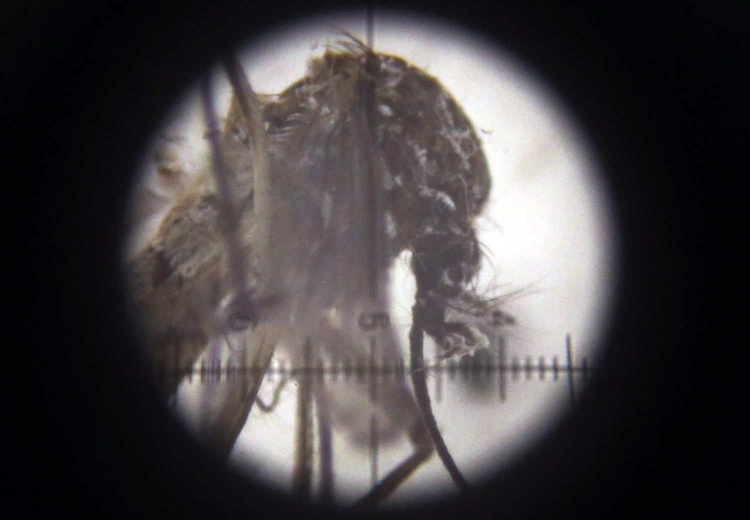 Colombia declares Zika outbreak over