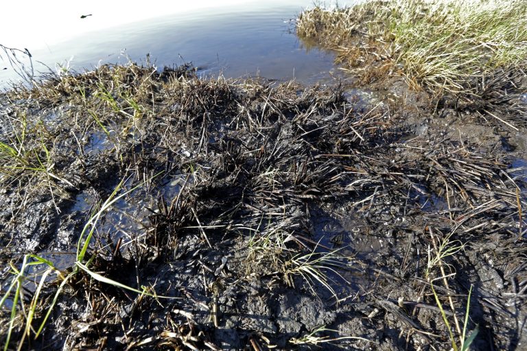 The shoreline of Bay Jimmy, which was heavily impacted by the Deepwater Horizon oil spill, is seen in an area that has tar mats and oozing crude oil on the marsh platform, in Plaquemines Parish, La., on Sept. 27. (AP Photo/Gerald Herbert)