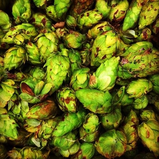 This  Aug. 20, 2014 photo provided by Old Dominion Hops Cooperative shows a box of just picked hops at the Blue Mountain Brewery farm in Afton, Va.  Over the past few years, more than a dozen states including Virginia have added hops to their list of crops  (AP Photo/Old Dominion Hops Cooperative, Stan Driver)