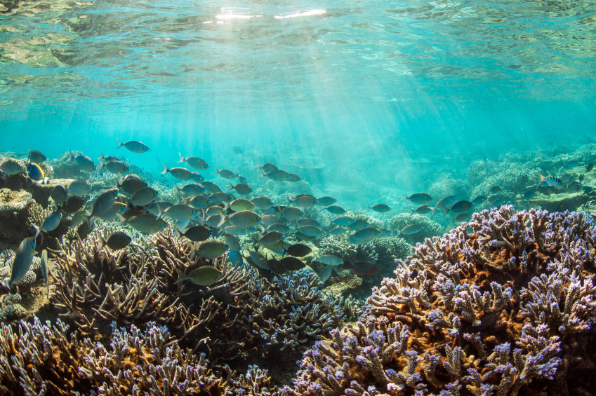 Obama to create the world’s largest protected marine territory