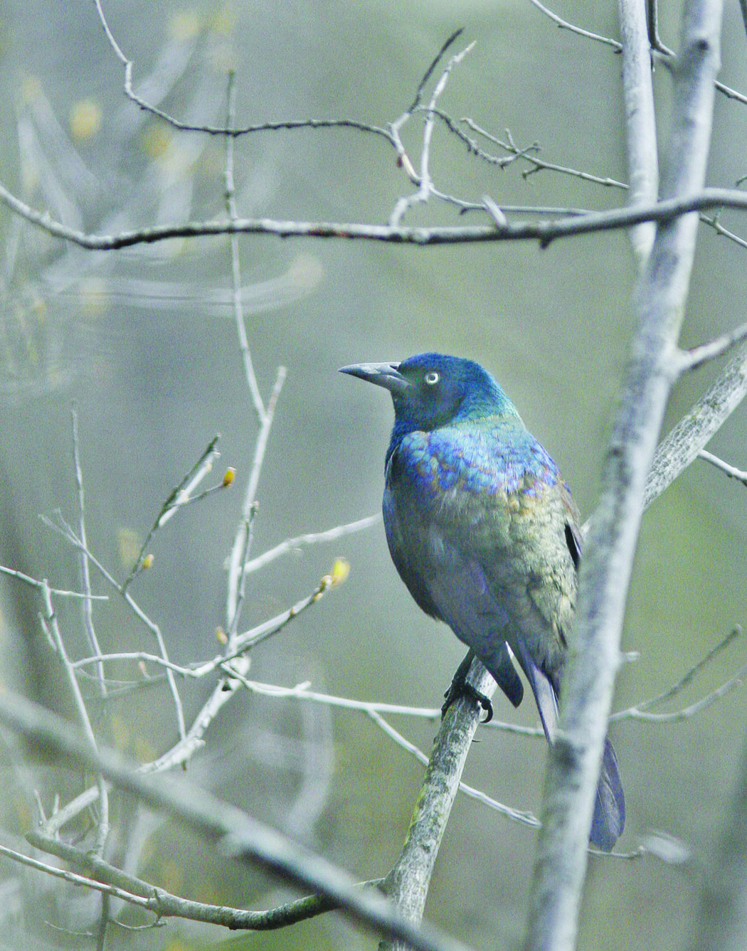 Meghan Cox Gurdon: Fledging grackles avert suburban chainsaw massacre