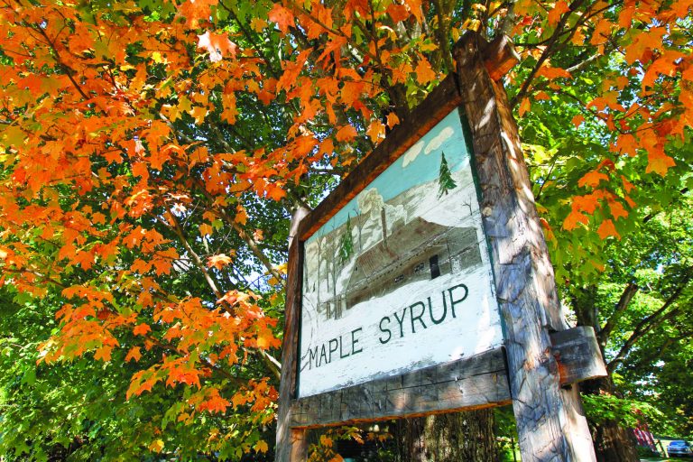 In this Sept. 12, 2012 photo, colorful leaves hang on a tree in Craftsbury, Vt. After images of Tropical Storm Irene scared away leaf peepers last fall, tourists are heading back to see the Northeast's fall foliage a year later and aren't worried about how the dry summer might affect the color. (AP Photo/Toby Talbot)