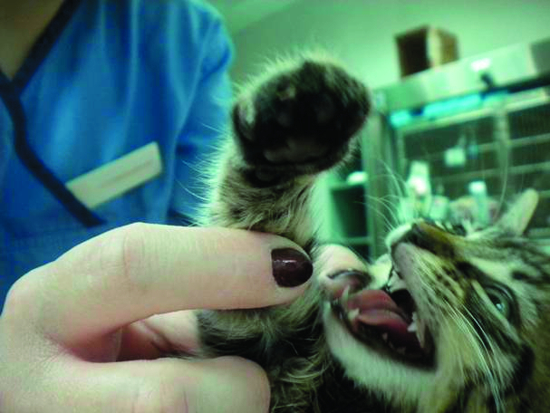 Ripped kitten paws lead to animal cruelty charges