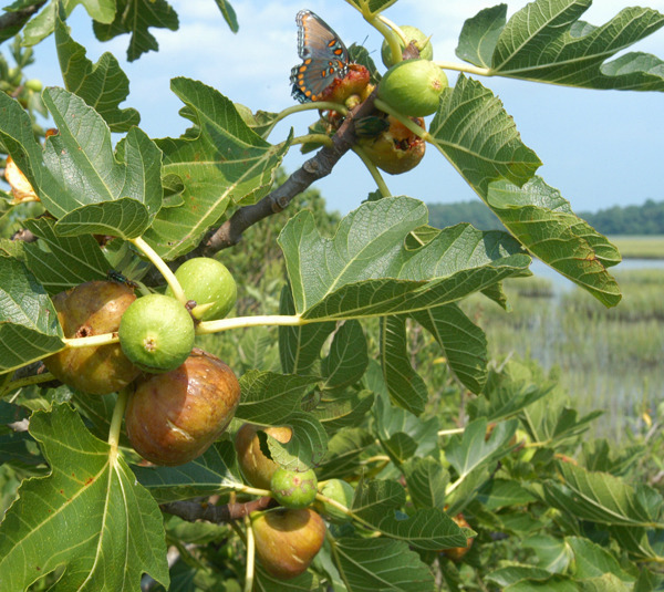 ADVANCE FOR SATURDAY, APRIL 5 AND THEREAFTER - This photo taken on Aug. 17, 2007 and provided by Bernie Herman shows Hog Island figs as they ripen on the branches of their bush in Willis Wharf, Va. An international organization wants to add President Grover Cleveland's celebrated Hog Island fig to a collection of distinguished foods to be preserved for future generations.   (AP Photo/Bernie Herman)